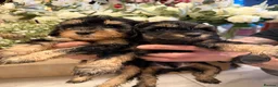 Cavapoo dogs for sale: Cavapoo Puppies  - Advert 5