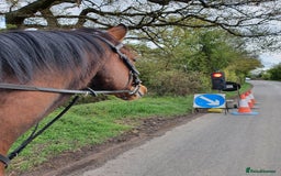 Other Breed horses for sale: 15.1 Welsh x thoroughbred  - Image 7