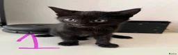 Mixed Breed cats for sale: Black Girl Kittens - Advert 3