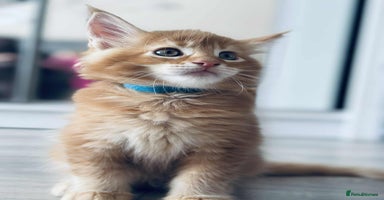 Maine Coon cats - Advert 4