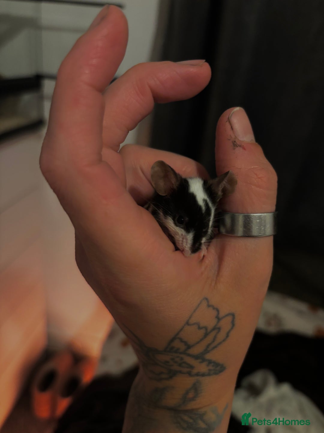 Mouse rodents for sale: fancy mice  - Image 1