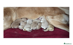 Golden Retriever dogs for stud: Louie Luna Available For Stud K.C. Registered in Bradford - Image 9