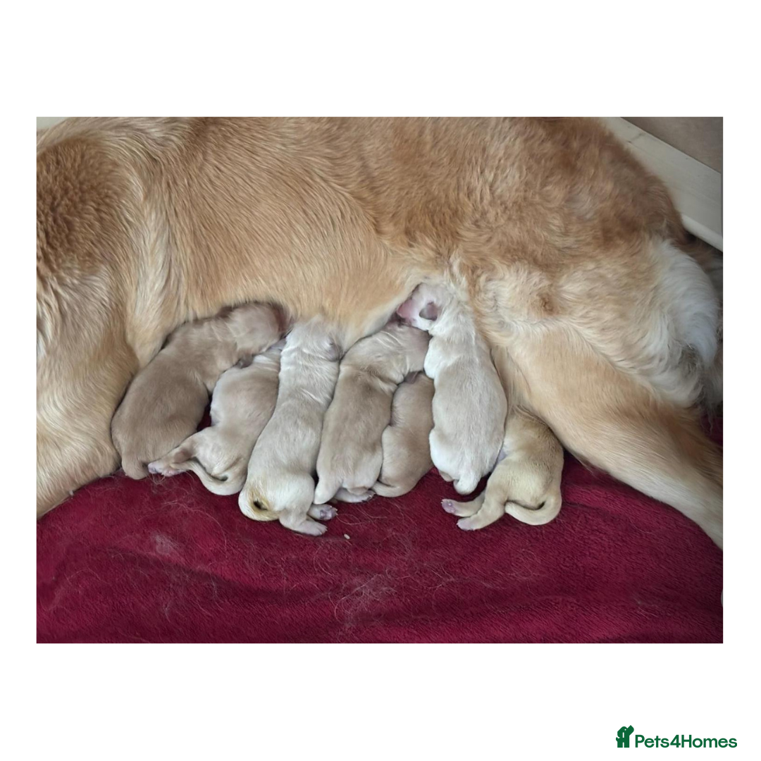 Golden Retriever dogs for stud: Louie Luna Available For Stud K.C. Registered in Bradford - Image 9