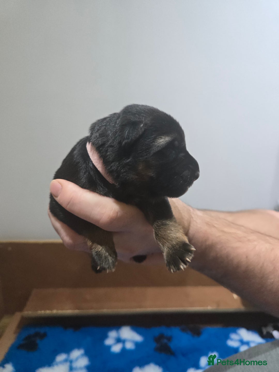 German Shepherd dogs for sale:  Exceptional German Shepherd Dog Puppies – KC Reg - Advert 14