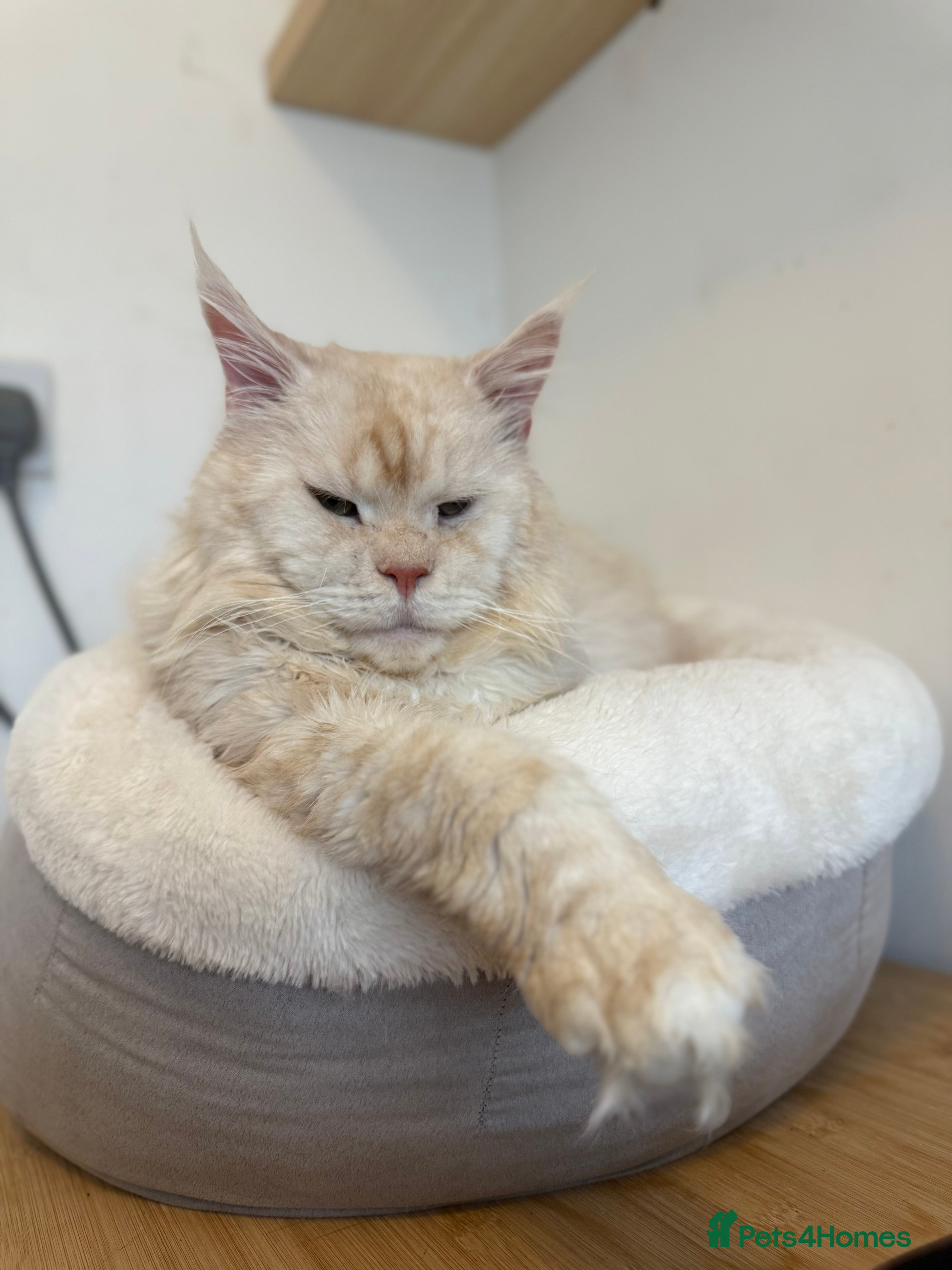 Maine Coon cats LARGE High Red Silver Stud - Advert 10