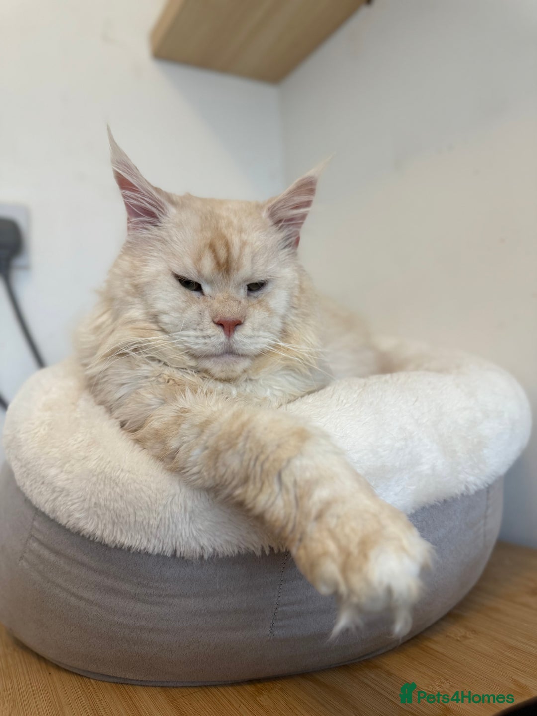 Maine Coon cats for stud: LARGE High Red Silver Stud - Advert 1