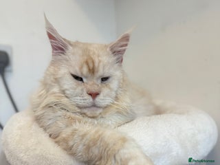 Maine Coon cats LARGE High Red Silver Stud - Advert 18