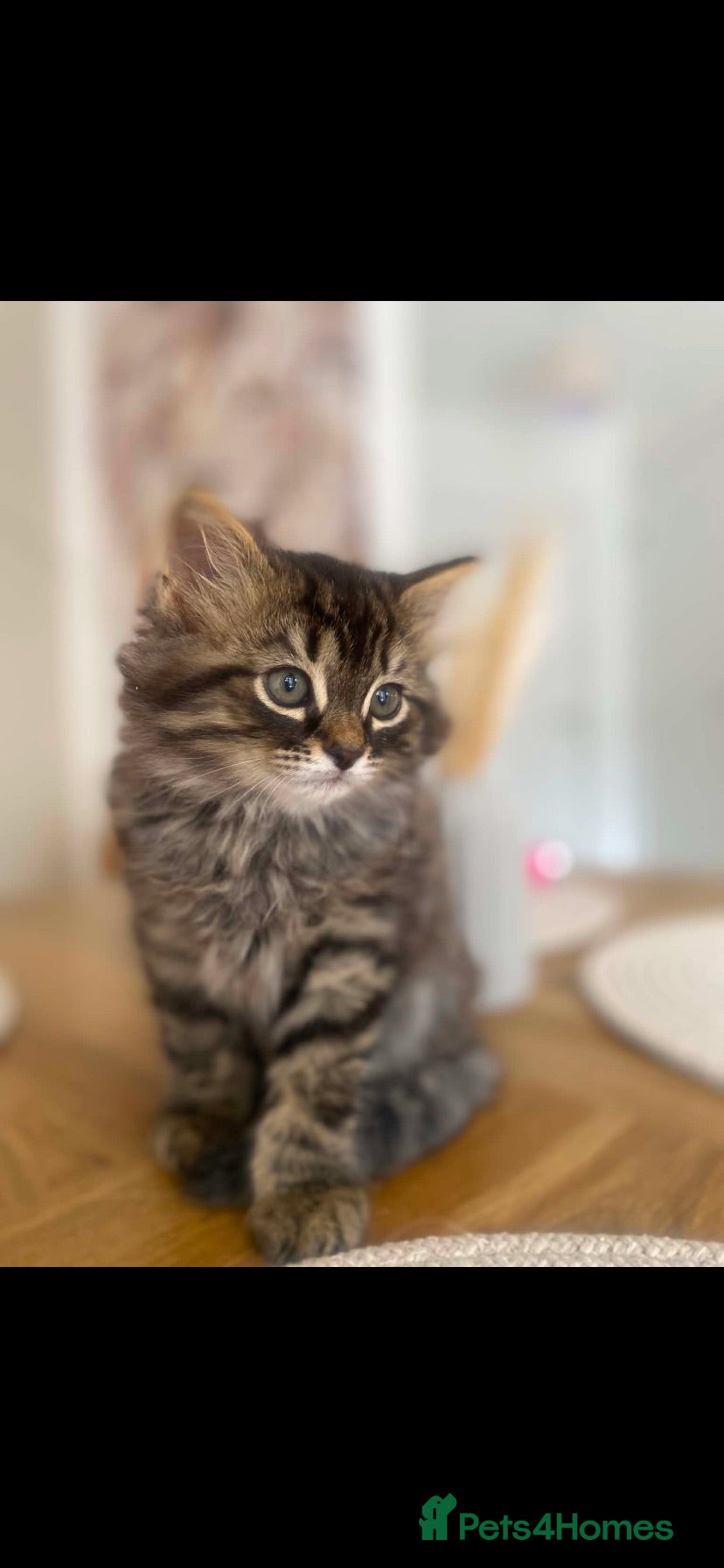 Maine Coon cats OPEN TO OFFERS!!! King Maine coones👑 - Advert 7