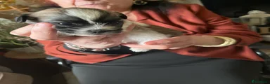 Zuchon Puppy 4
