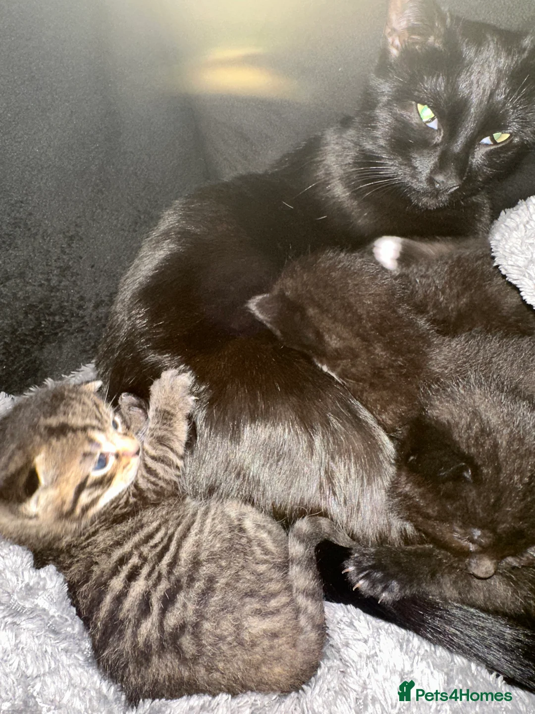 Mixed Breed cats for sale: 2 Beautiful loving kittens for sale  - Advert 5