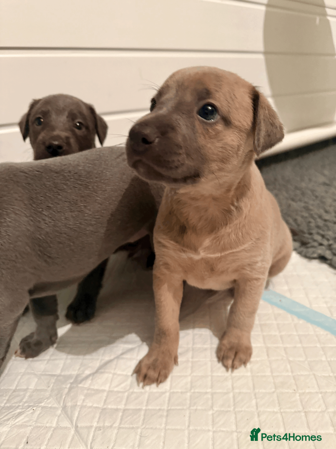 Mixed Breed dogs for sale: 5 stunning Whippet Bedlington pups.  - Advert 12