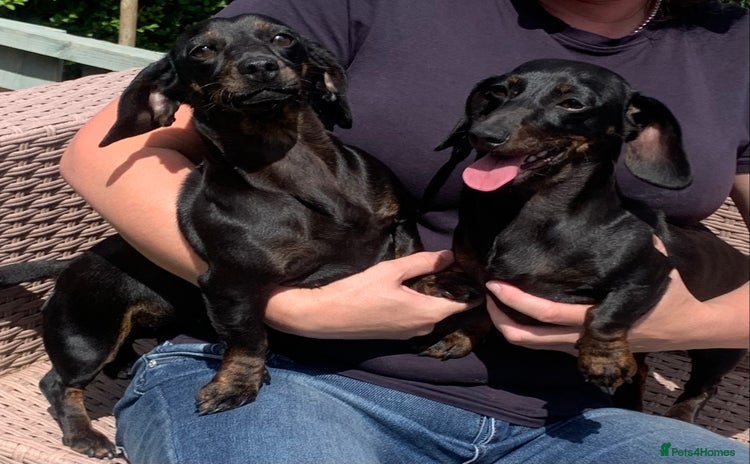 Dachshund dogs - Advert 3