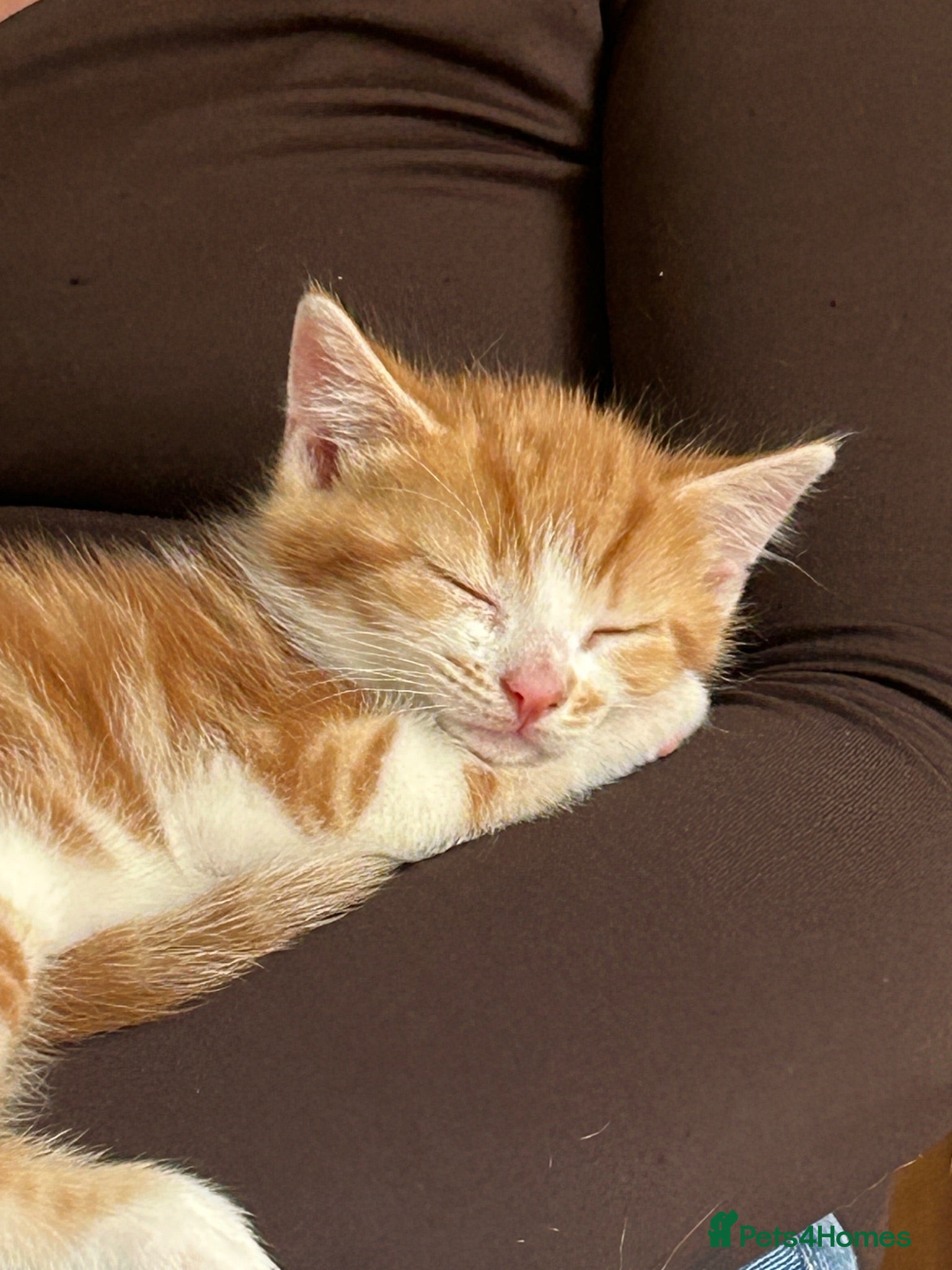 Mixed Breed cats Ginger and white kittens for sale - Advert 2