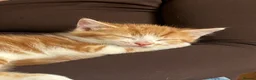 Mixed Breed cats for sale: Ginger and white kittens for sale - Advert 1
