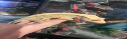 Gecko reptiles for sale: Crested geckos for sale  - Advert 4