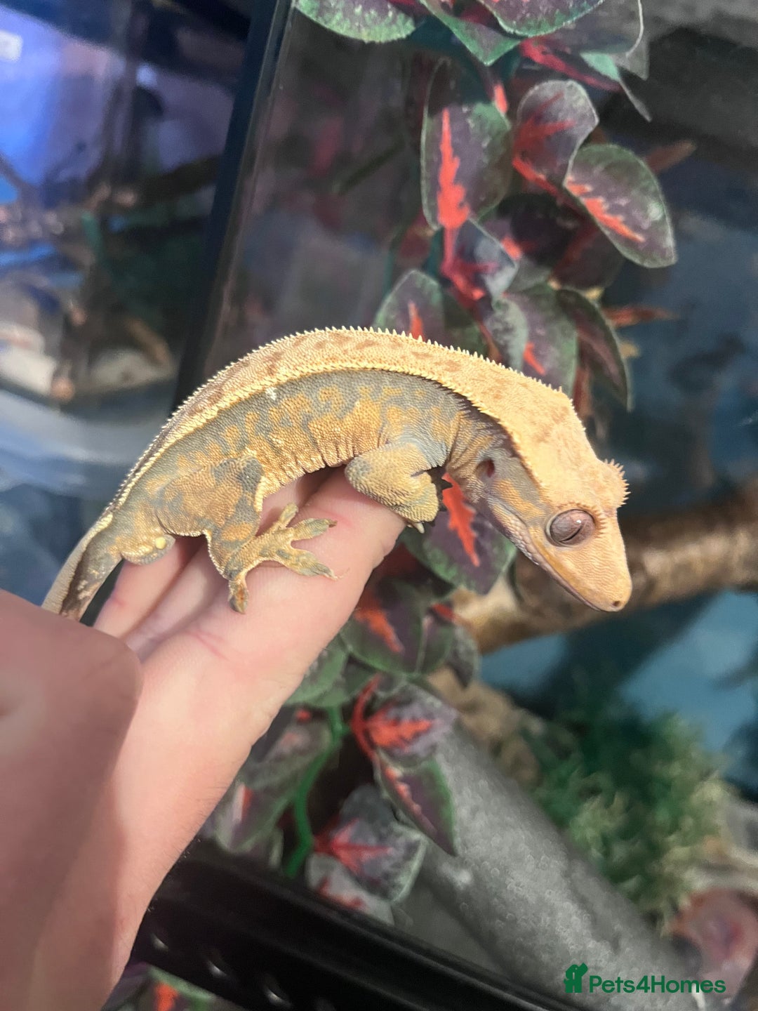 Gecko reptiles for sale: Crested geckos for sale  - Image 4