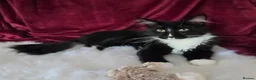 Maine Coon cats for sale: Maine Coon boy looking for forever home.  - Advert 3