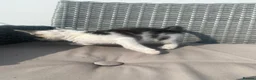 Mixed Breed cats for sale: 6 beautiful kittens in Basildon - Advert 17