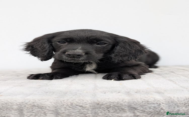 Cocker Spaniel dogs - Advert 11