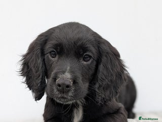 Cocker Spaniel dogs - Advert 16