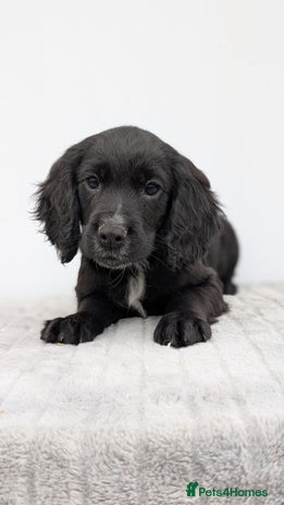 Cocker Spaniel dogs - Advert 11