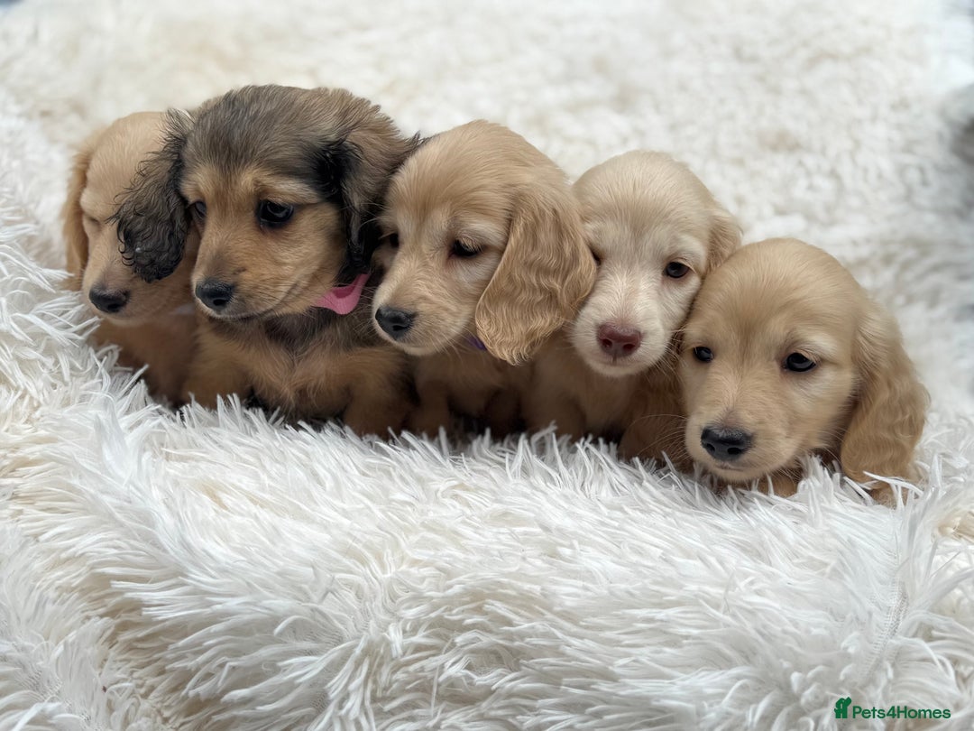 Cream Dachshund Fluffy Dachshund Puppies For Sale Miniature
