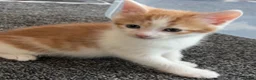 Domestic Shorthair cats for sale: Domestic Shorthairs - Tabbies and Ginger babies  - Advert 10
