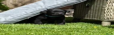 Labrador Retriever 3