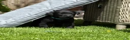 Labrador Retriever dogs for sale: Healthy puppies waiting loved by a new family  in Cheltenham - Advert 12