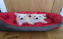 West Highland Terrier dogs for sale: 2 Female West Highlands Puppies - Image 3