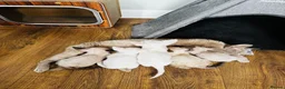 Devon Rex cats for sale: Exceptional FIFe Devon Rex Kittens 2 left only  - Advert 16