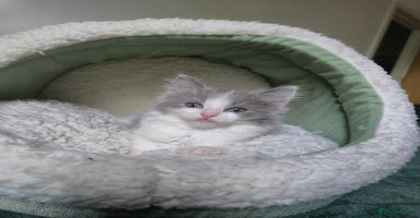 Mixed Breed cats - Advert 16