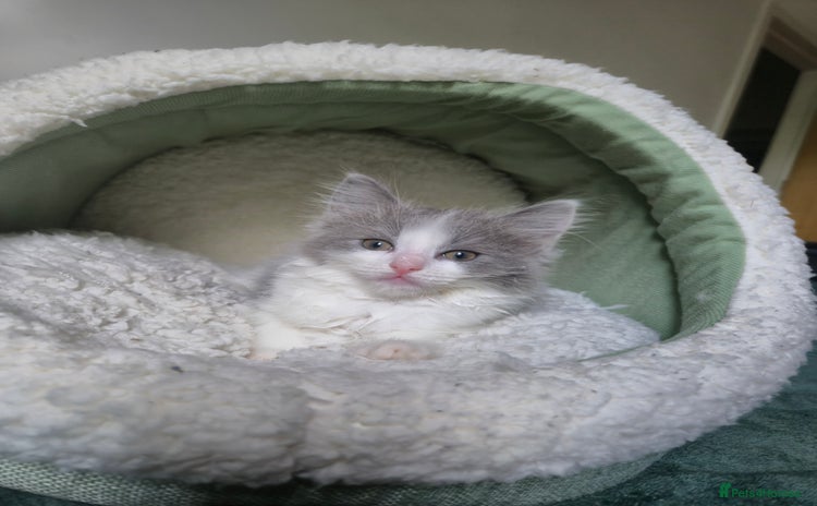 Mixed Breed cats - Advert 3