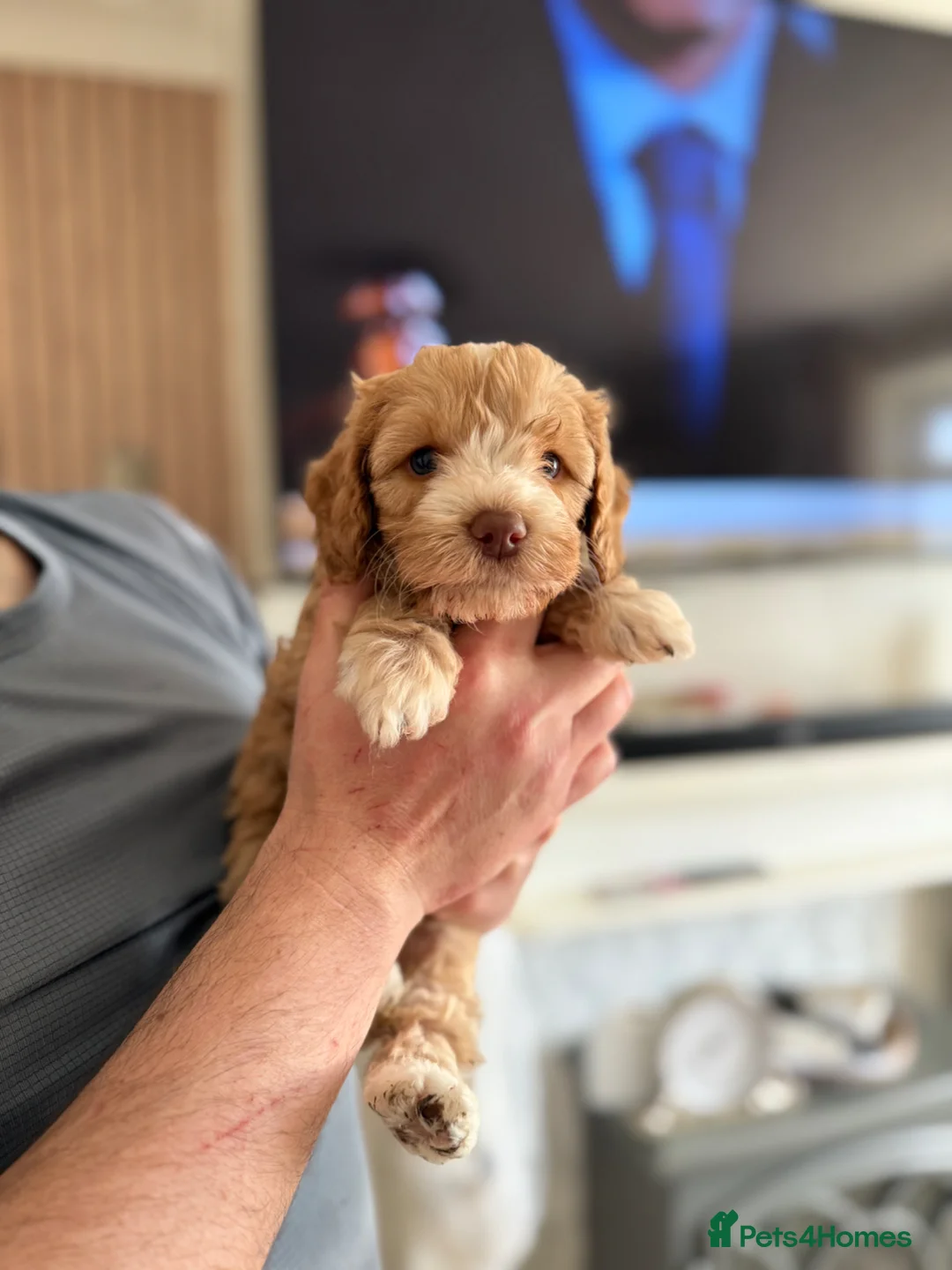 Cockapoo dogs for sale: Stunning cockapoo’s 🧡 - Advert 7