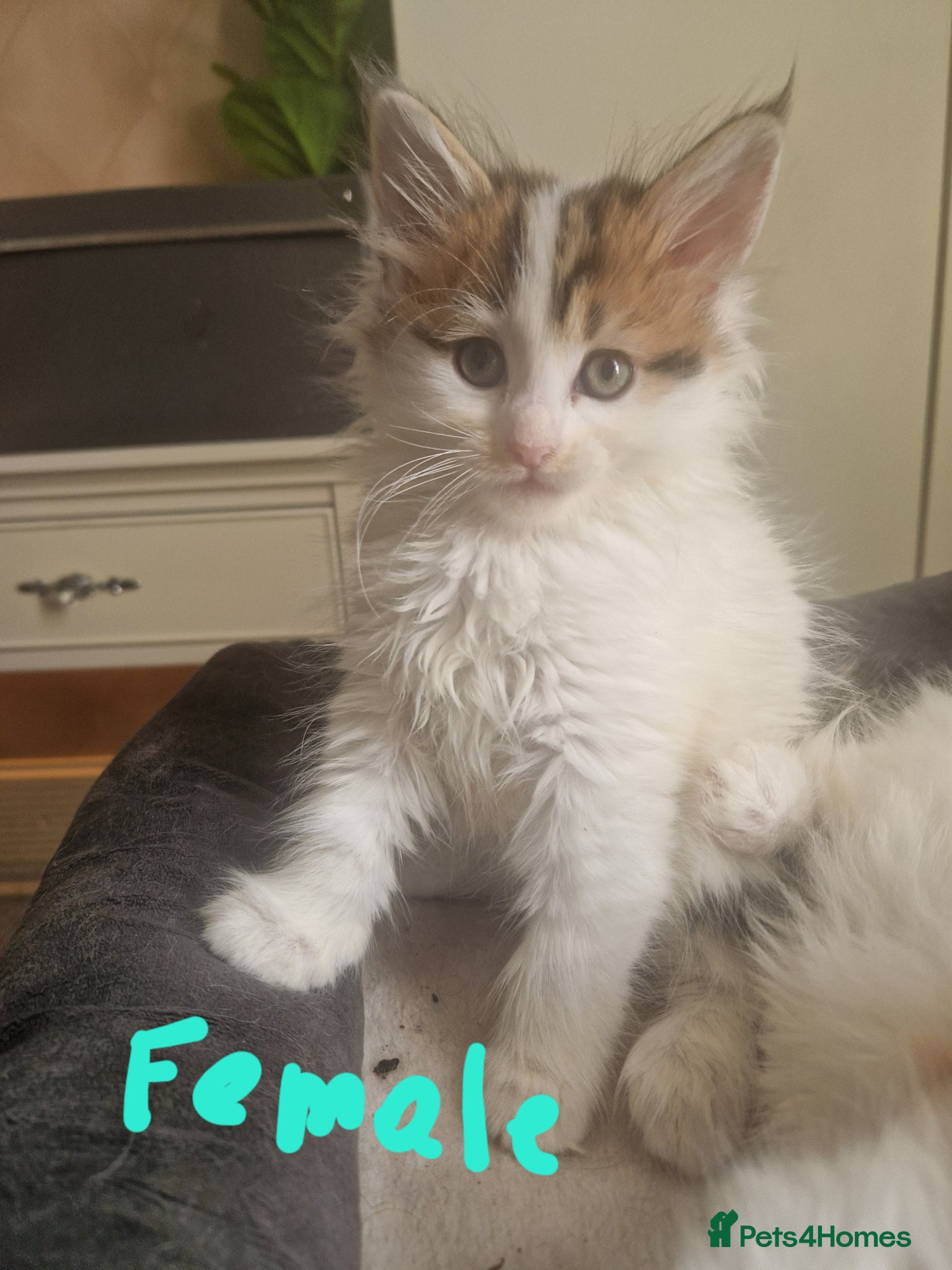 Mixed Breed cats mix Mainecoon - 1female- 1male - Advert 1