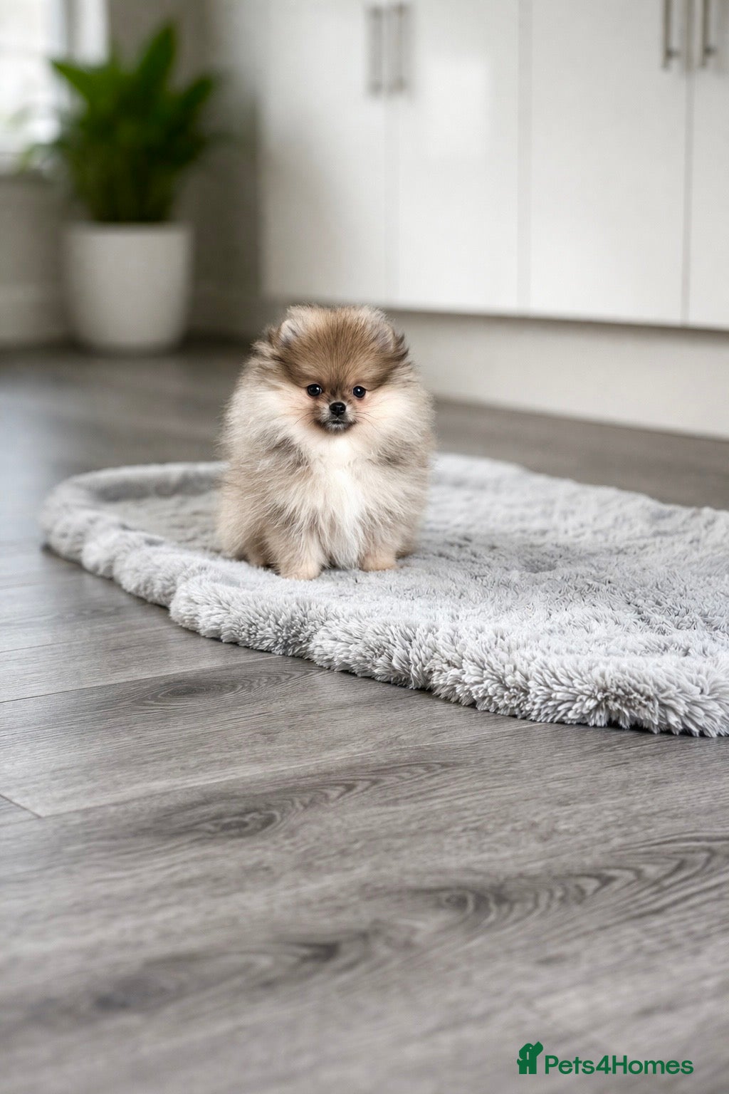 Pomeranian dogs 🐻Teddy Bear Type Girl🏆Top Quality  - Advert 6