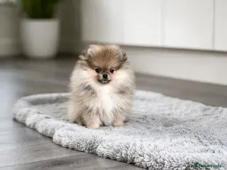 Pomeranian dogs 🐻Teddy Bear Type Girl🏆Top Quality - Advert 6