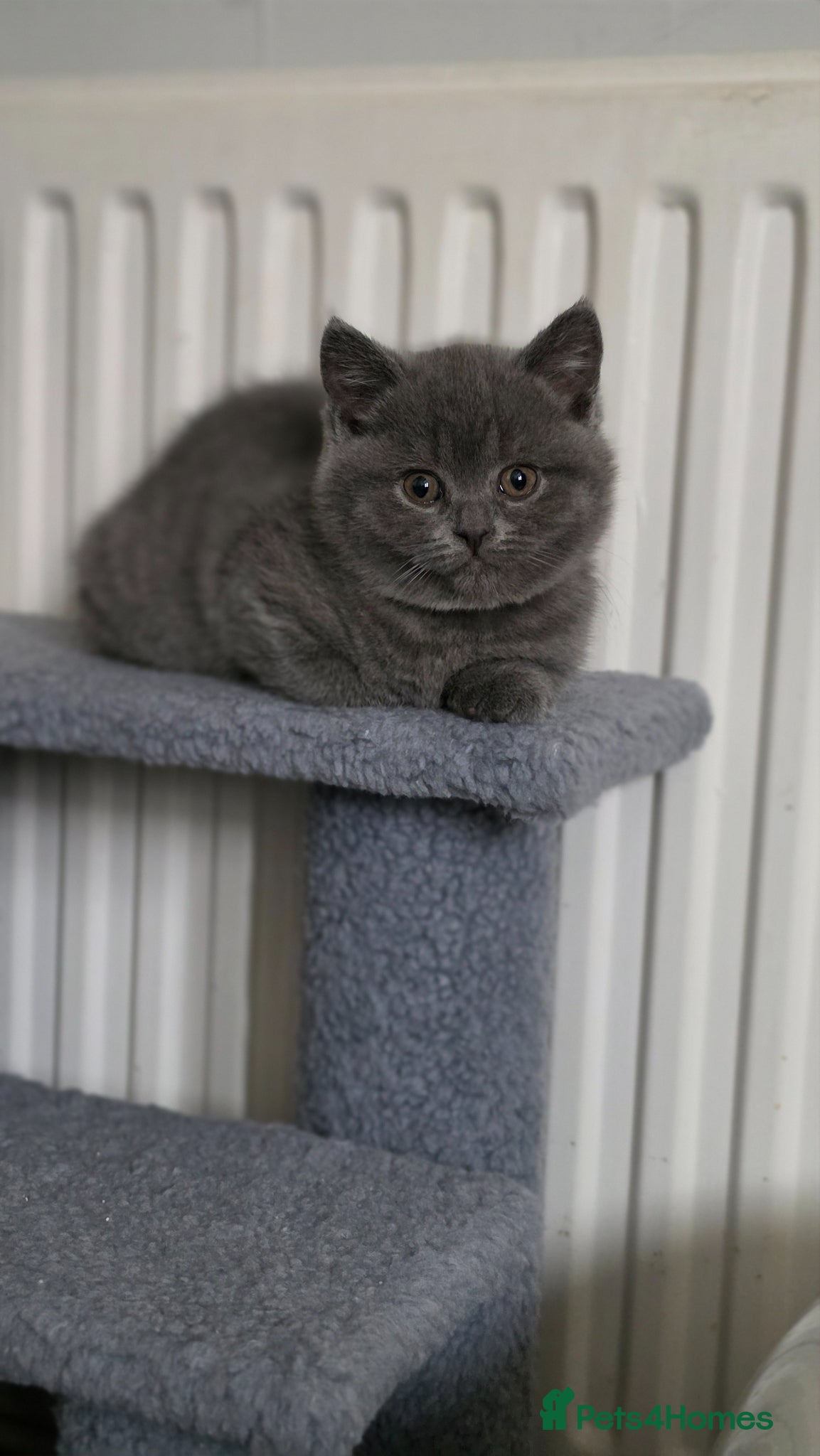 British Shorthair cats StunningGCCF Registered British Shorthair Kittens  - Advert 2