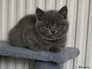 British Shorthair cats StunningGCCF Registered British Shorthair Kittens - Advert 5