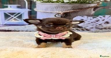 Chihuahua dogs - Advert 10