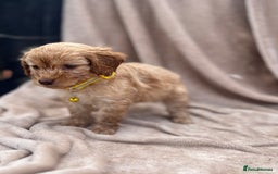 Cockapoo dogs for sale: Beautiful cockerpoo puppies F1  - Image 5
