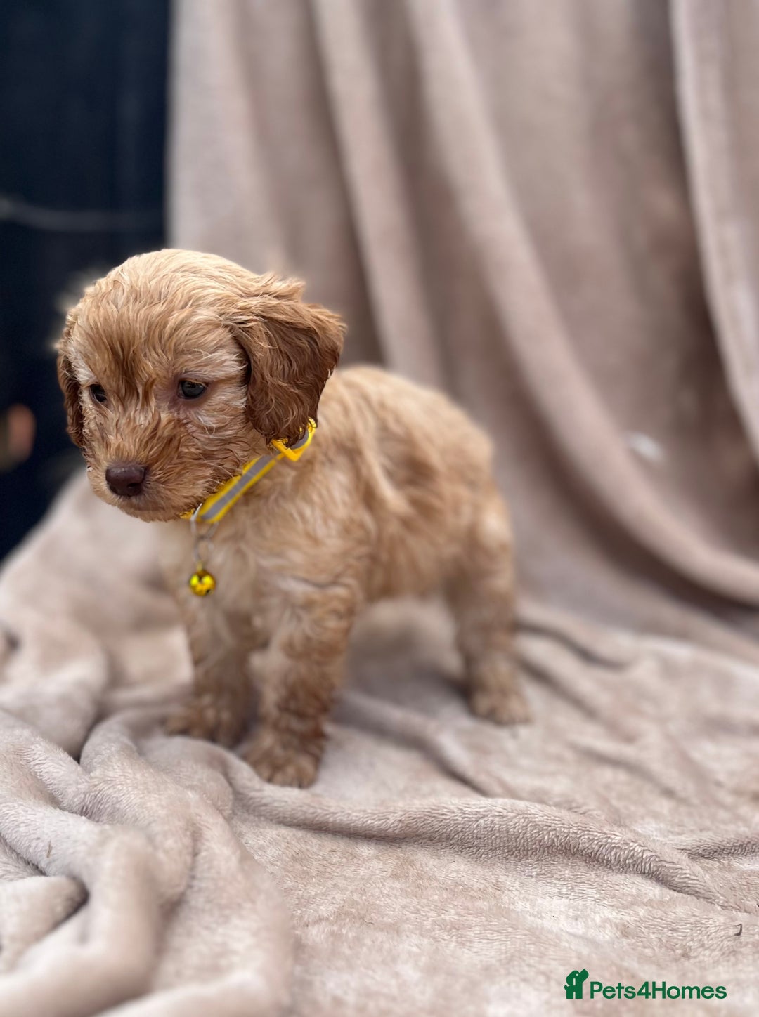 Cockapoo dogs for sale: Beautiful cockerpoo puppies F1  - Image 5