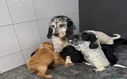Cocker Spaniel dogs for sale: 6 stunning show type cocker spaniels  - Image 5