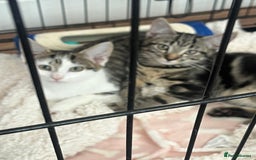 Mixed Breed cats for sale: ONO 2 x female kittens £40 each or £60 for both - Image 8