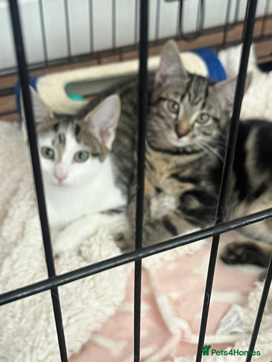 Mixed Breed cats for sale: ONO 2 x female kittens £40 each or £60 for both - Image 8