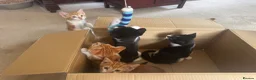 Mixed Breed cats for sale: Lovely kittens ready NOW!! - Advert 14