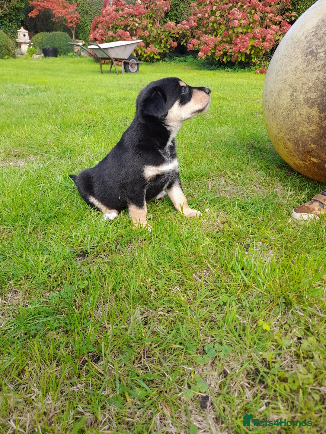 Mixed Breed dogs for sale: 3 female pups Border collie × Kelpie  - Image 14