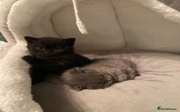 British Shorthair cats for sale: Stunning Pedigree British Shorthair Kittens in Portsmouth - Image 8