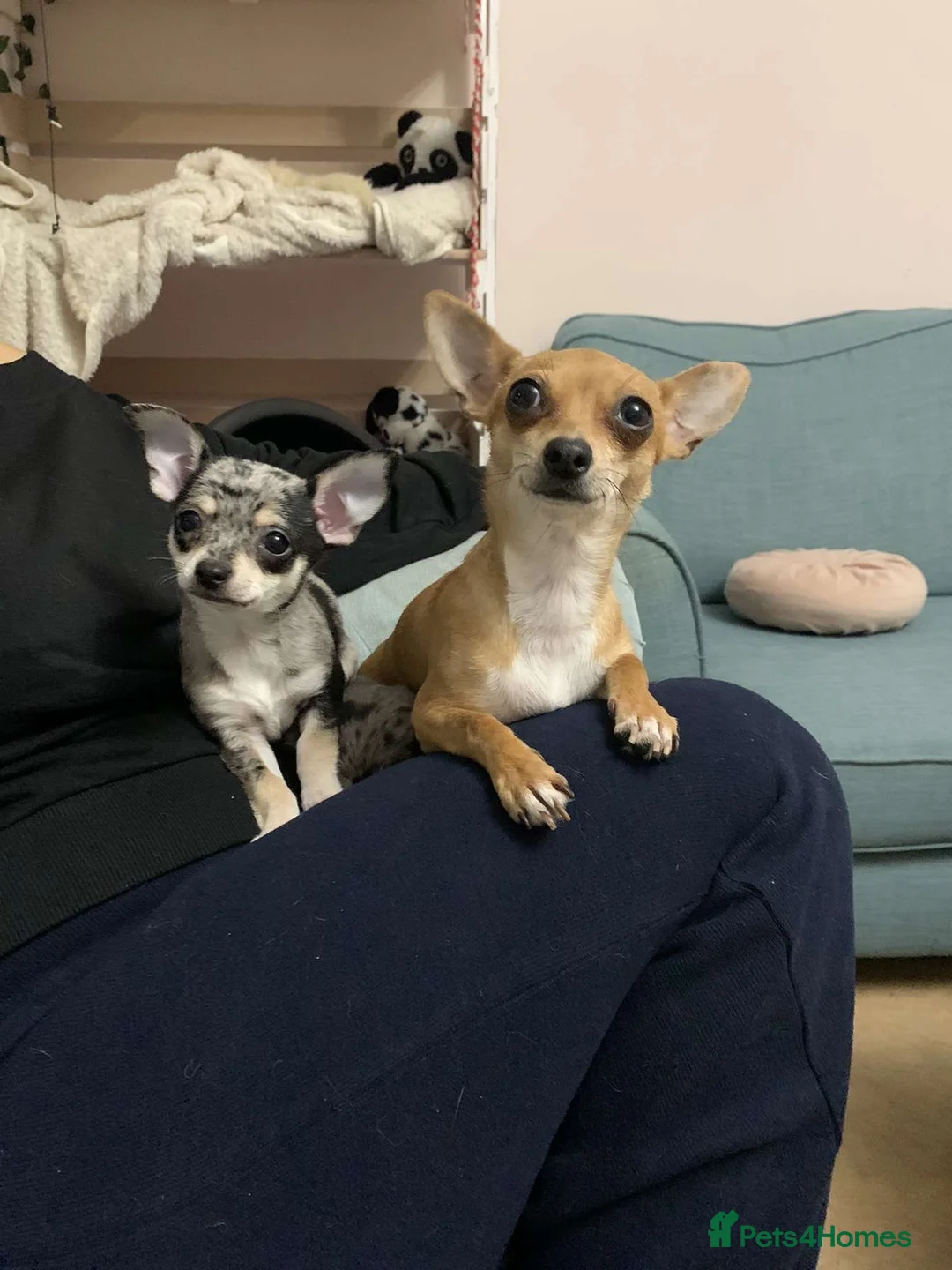 Chihuahua dogs for sale: Mum and daughter chihuahuas  - Advert 16