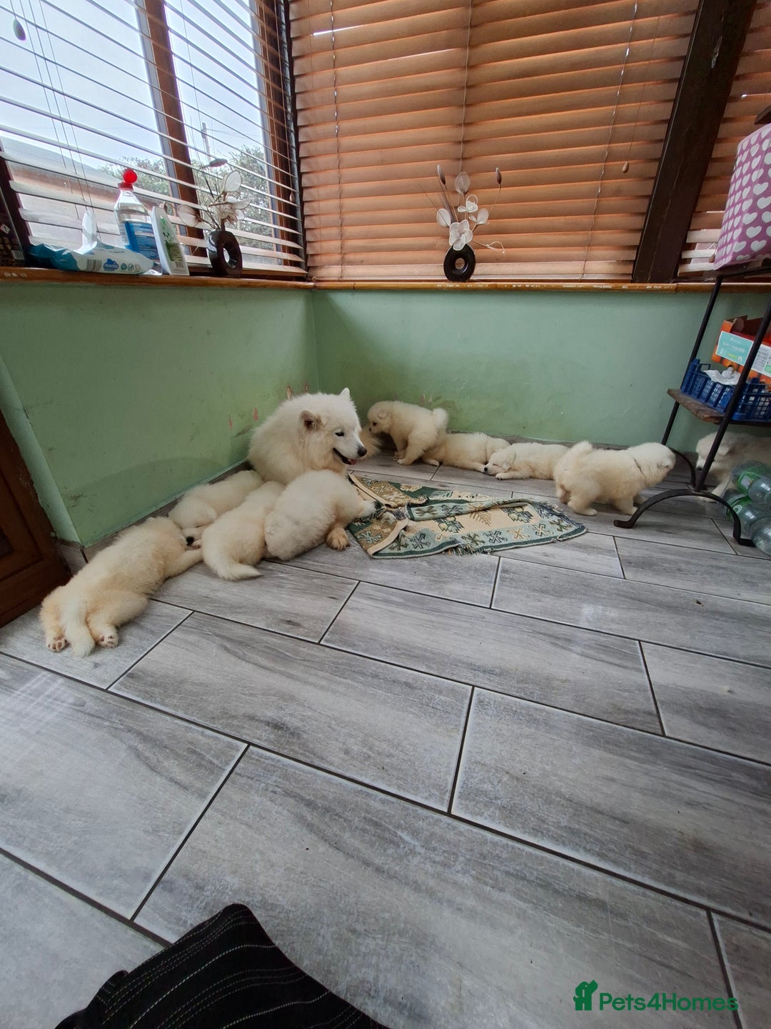 Samoyed dogs for sale: Beautiful Samoyed Puppies Ready Soon! - Advert 13